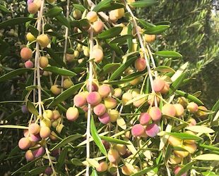 Why You Should Add More Olive Oil To Your Diet